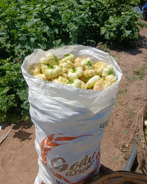 Bitter tomato, Green paper, Guwana